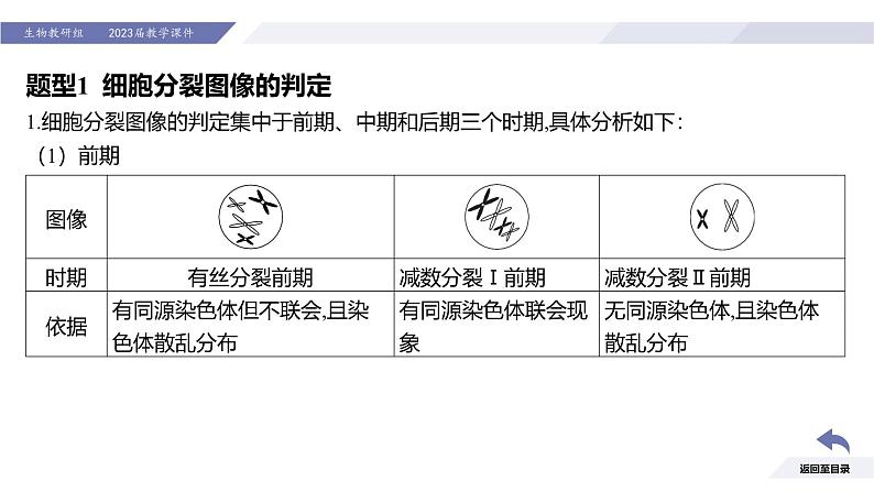 高中生物人教版2019必修2遗传与进化2-1减数分裂和受精作用（第3课时强化课）精品课件第3页