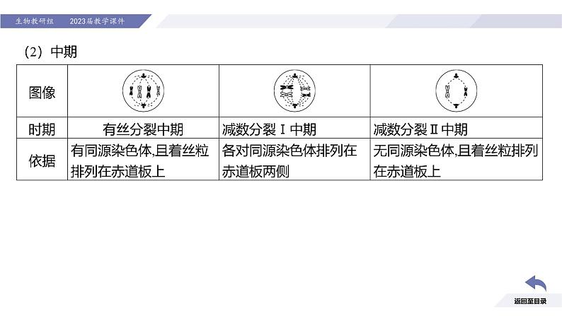 高中生物人教版2019必修2遗传与进化2-1减数分裂和受精作用（第3课时强化课）精品课件第4页