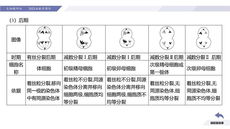 高中生物人教版2019必修2遗传与进化2-1减数分裂和受精作用（第3课时强化课）精品课件第5页