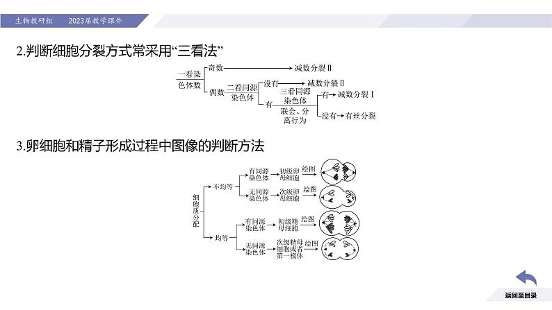 高中生物人教版2019必修2遗传与进化2-1减数分裂和受精作用（第3课时强化课）精品课件第6页