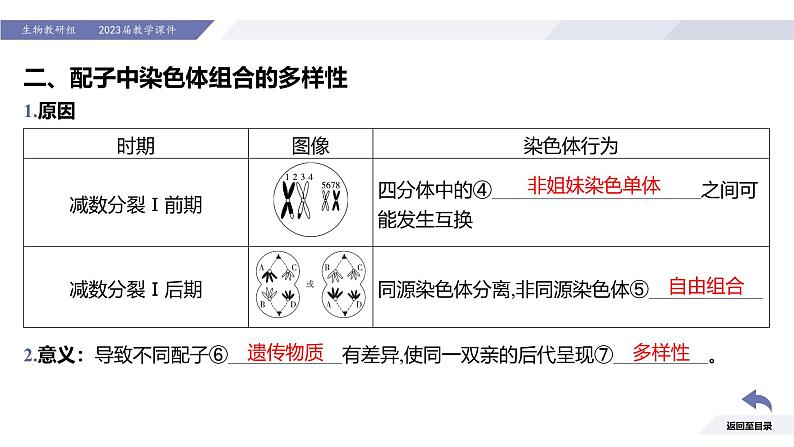 高中生物人教版2019必修2遗传与进化2-1减数分裂和受精作用（第2课时受精作用） 课件05