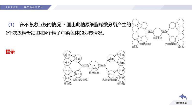 高中生物人教版2019必修2遗传与进化2-1减数分裂和受精作用（第2课时受精作用） 课件08