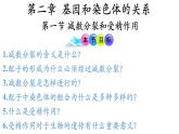高中生物人教版2019必修2遗传与进化2-1减数分裂和受精作用（第2课时） 课件