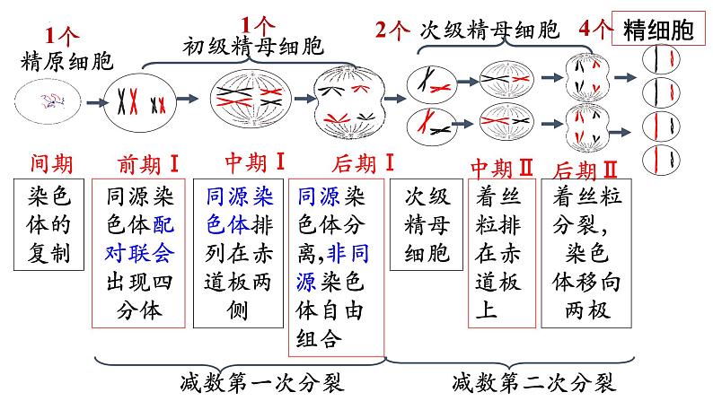 高中生物人教版2019必修2遗传与进化2-1减数分裂和受精作用（第2课时） 课件02