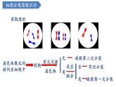 高中生物人教版2019必修2遗传与进化2-1减数分裂和受精作用（第2课时） 课件