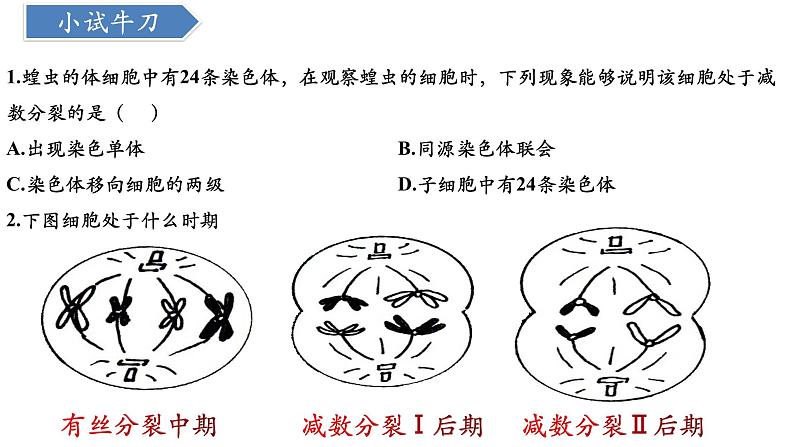 高中生物人教版2019必修2遗传与进化2-1减数分裂和受精作用（第2课时） 课件08