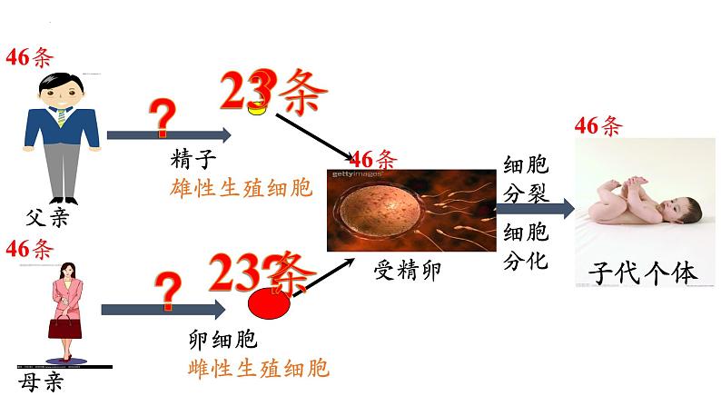 高中生物人教版2019必修2遗传与进化2-1减数分裂和受精作用（第1课时）精品课件第2页