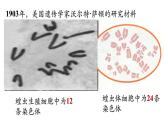 高中生物人教版2019必修2遗传与进化2-1减数分裂和受精作用（第1课时） 课件
