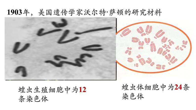 高中生物人教版2019必修2遗传与进化2-1减数分裂和受精作用（第1课时）精品课件第4页