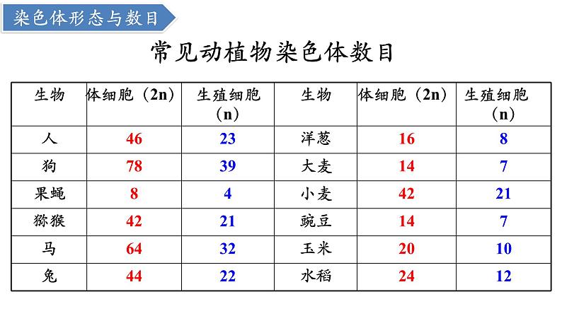 高中生物人教版2019必修2遗传与进化2-1减数分裂和受精作用（第1课时）精品课件第7页