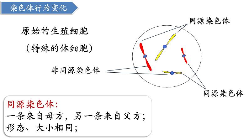 高中生物人教版2019必修2遗传与进化2-1减数分裂和受精作用（第1课时）精品课件第8页