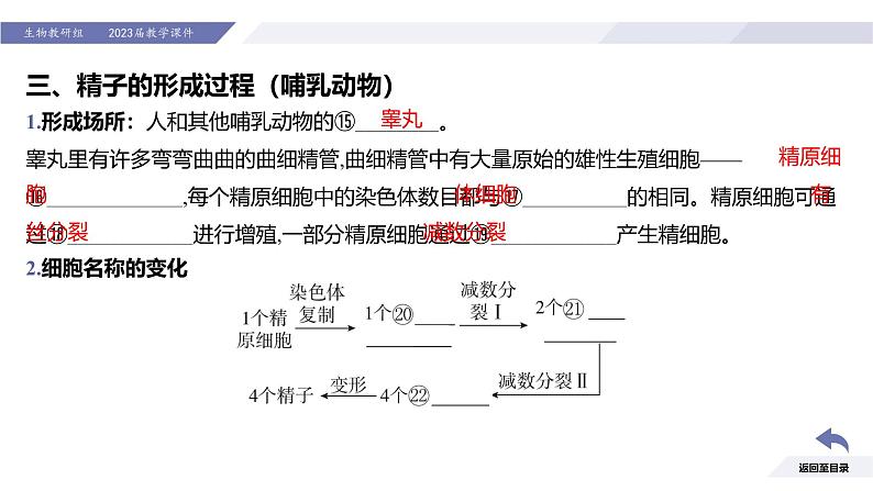 高中生物人教版2019必修2遗传与进化2-1减数分裂和受精作用（第1课时减数分裂）精品课件第7页