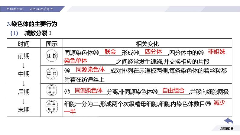 高中生物人教版2019必修2遗传与进化2-1减数分裂和受精作用（第1课时减数分裂）精品课件第8页