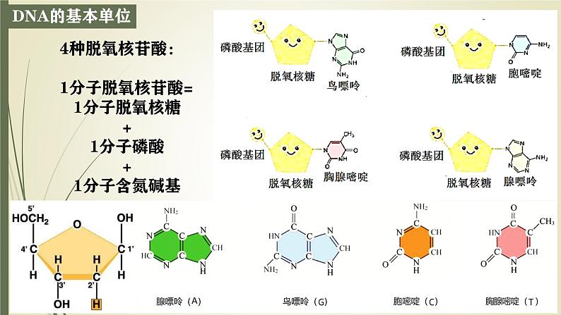 高中生物人教版2019必修2遗传与进化3-2 3-3 3-4DNA的结构、复制与基因 课件03