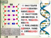 高中生物人教版2019必修2遗传与进化3-2 3-3 3-4DNA的结构、复制与基因 课件