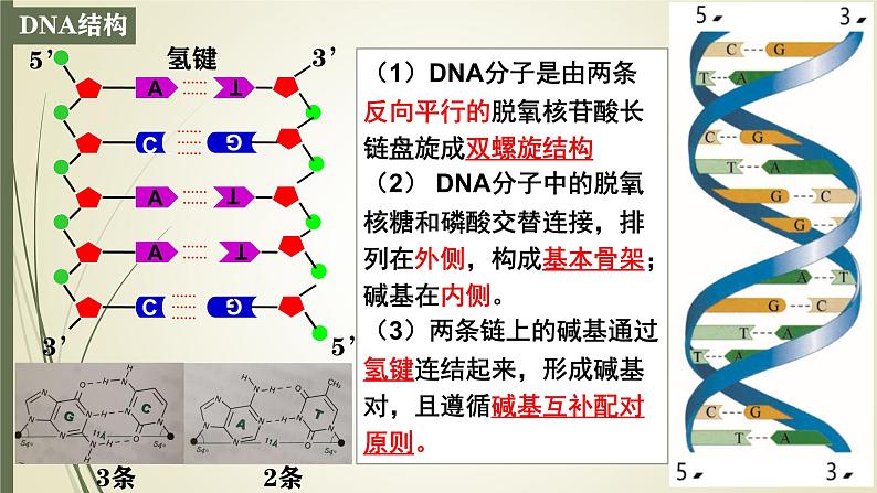 高中生物人教版2019必修2遗传与进化3-2 3-3 3-4DNA的结构、复制与基因 课件05