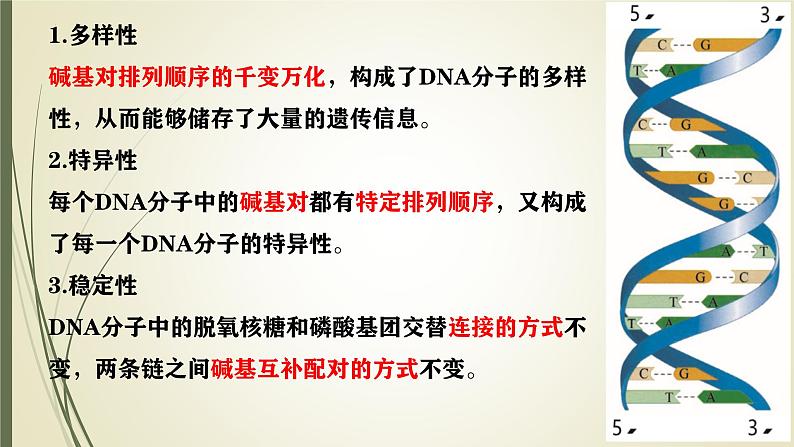 高中生物人教版2019必修2遗传与进化3-2 3-3 3-4DNA的结构、复制与基因 课件06