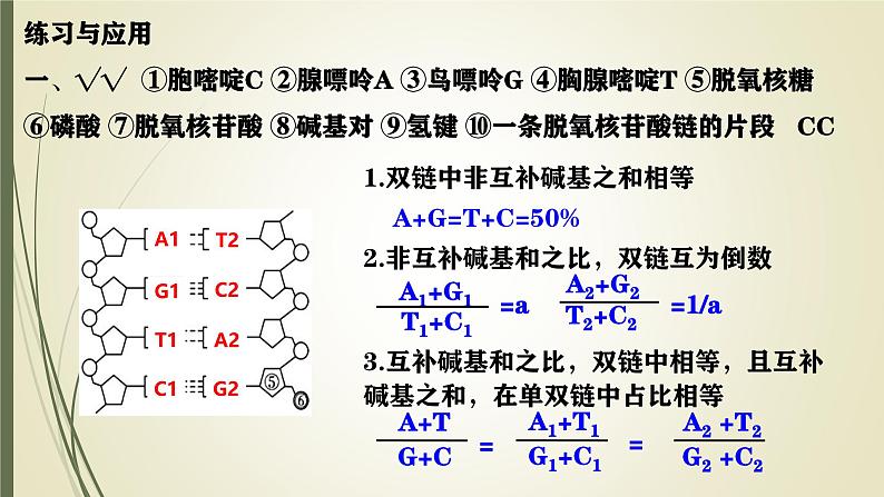 高中生物人教版2019必修2遗传与进化3-2 3-3 3-4DNA的结构、复制与基因 课件07