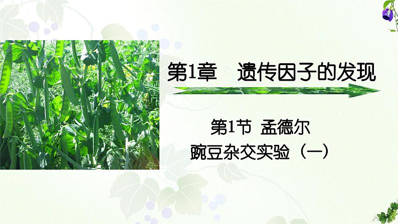 高中生物人教版2019必修2遗传与进化1-1孟德尔的豌豆杂交实验（一）精品课件2第1页