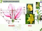高中生物人教版2019必修2遗传与进化1-1孟德尔的豌豆杂交实验（一） 课件2