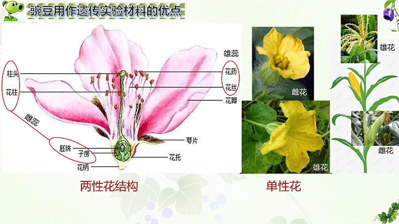 高中生物人教版2019必修2遗传与进化1-1孟德尔的豌豆杂交实验（一）精品课件2第4页