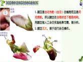 高中生物人教版2019必修2遗传与进化1-1孟德尔的豌豆杂交实验（一） 课件2
