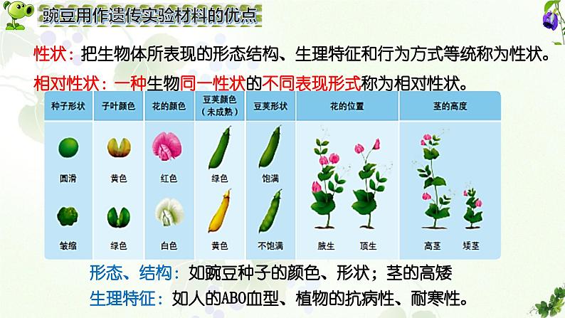 高中生物人教版2019必修2遗传与进化1-1孟德尔的豌豆杂交实验（一）精品课件2第6页