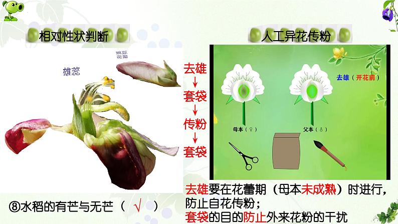 高中生物人教版2019必修2遗传与进化1-1孟德尔的豌豆杂交实验（一）精品课件2第8页