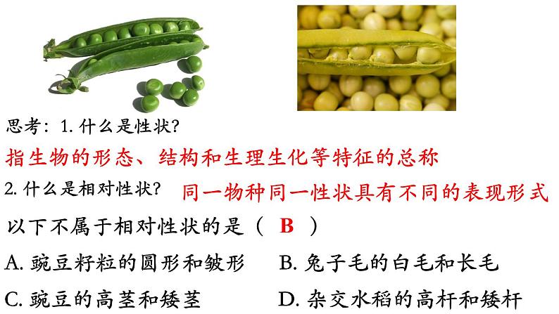 高中生物人教版2019必修2遗传与进化1-1孟德尔的豌豆杂交实验（一）精品课件1第4页