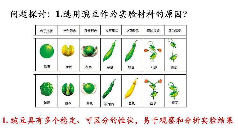 高中生物人教版2019必修2遗传与进化1-1孟德尔的豌豆杂交实验（一）精品课件1第5页