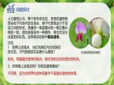 高中生物人教版2019必修2遗传与进化1-1孟德尔的豌豆杂交实验（一）（第一课时） 课件