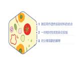 高中生物人教版2019必修2遗传与进化1-1孟德尔的豌豆杂交实验（一）（第一课时） 课件