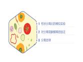 高中生物人教版2019必修2遗传与进化1-1孟德尔的豌豆杂交实验（一）（第二课时） 课件