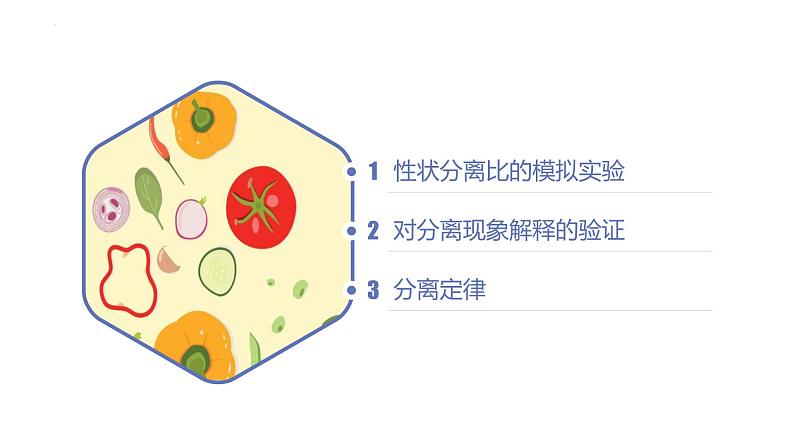 高中生物人教版2019必修2遗传与进化1-1孟德尔的豌豆杂交实验（一）（第二课时） 课件02