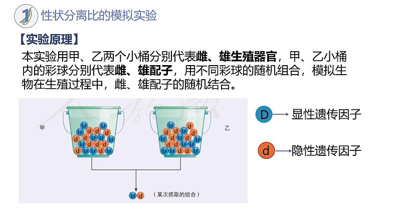 高中生物人教版2019必修2遗传与进化1-1孟德尔的豌豆杂交实验（一）（第二课时） 课件03