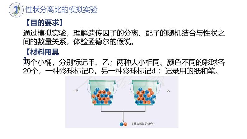 高中生物人教版2019必修2遗传与进化1-1孟德尔的豌豆杂交实验（一）（第二课时） 课件04