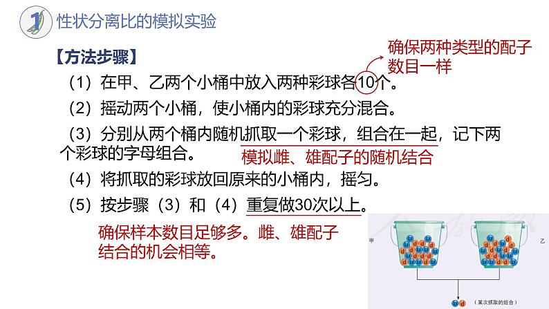 高中生物人教版2019必修2遗传与进化1-1孟德尔的豌豆杂交实验（一）（第二课时） 课件05