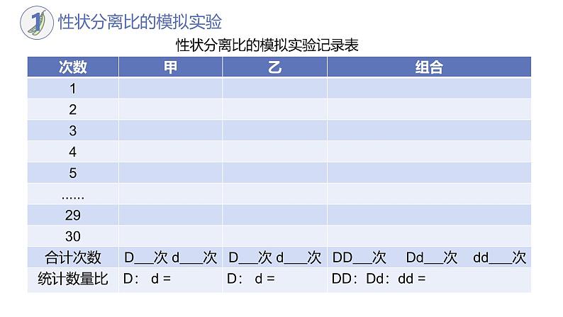 高中生物人教版2019必修2遗传与进化1-1孟德尔的豌豆杂交实验（一）（第二课时） 课件08