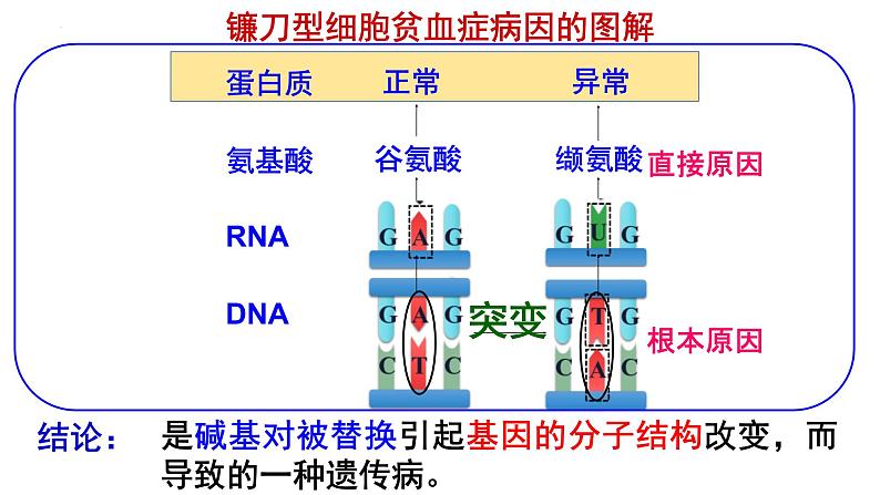 高中生物人教版2019必修2遗传与进化5-1基因突变第1课时 课件06