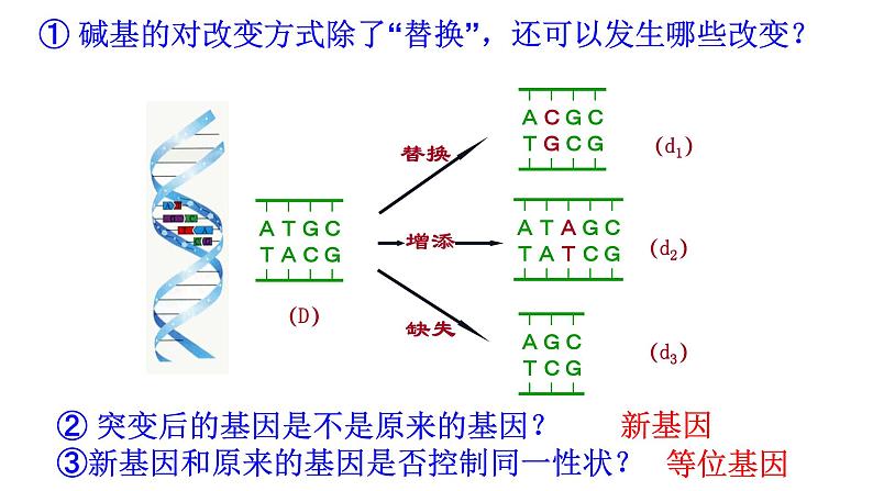 高中生物人教版2019必修2遗传与进化5-1基因突变第1课时 课件07