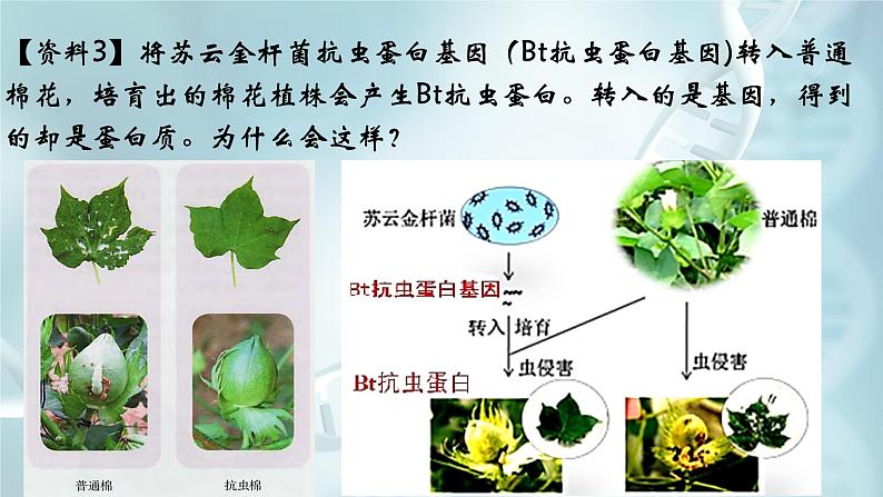 高中生物人教版2019必修2遗传与进化4-1DNA指导蛋白质的合成 课件04