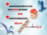 高中生物人教版2019必修2遗传与进化4-1DNA指导蛋白质的合成 课件