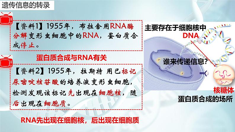 高中生物人教版2019必修2遗传与进化4-1DNA指导蛋白质的合成 课件06