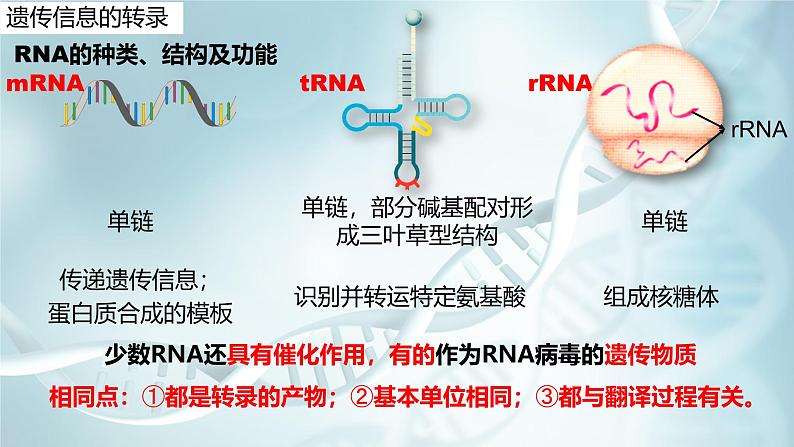 高中生物人教版2019必修2遗传与进化4-1DNA指导蛋白质的合成 课件08