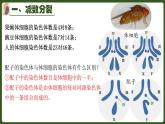 高中生物人教版2019必修2遗传与进化2-1减数分裂和受精作用 课件