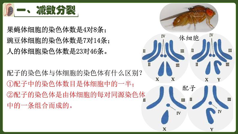 高中生物人教版2019必修2遗传与进化2-1减数分裂和受精作用 课件02