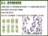 高中生物人教版2019必修2遗传与进化2-1减数分裂和受精作用 课件