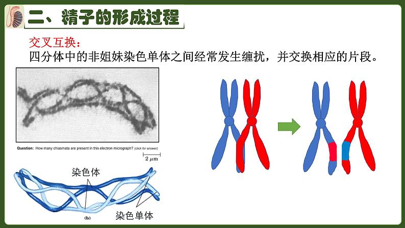 高中生物人教版2019必修2遗传与进化2-1减数分裂和受精作用 课件06