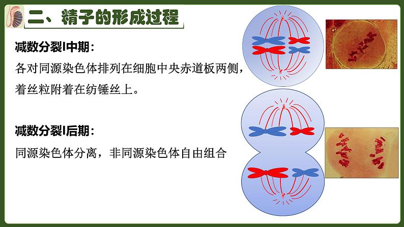 高中生物人教版2019必修2遗传与进化2-1减数分裂和受精作用 课件07