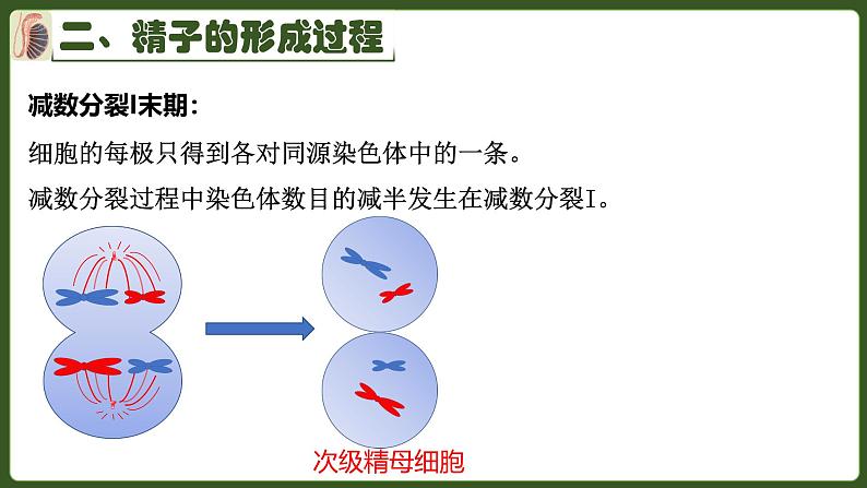 高中生物人教版2019必修2遗传与进化2-1减数分裂和受精作用 课件08